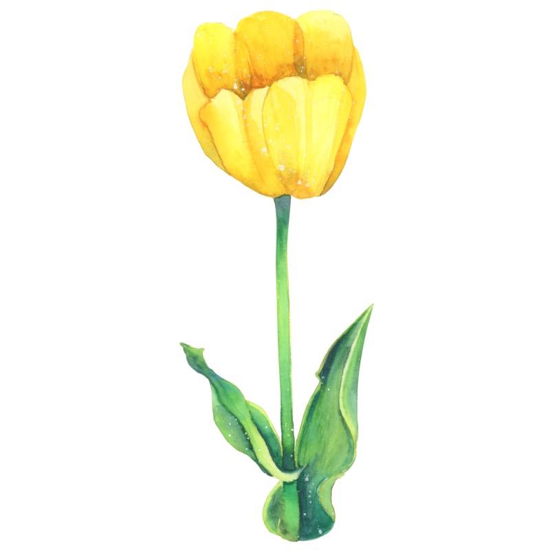 【フリー素材】チューリップ(青・黄)