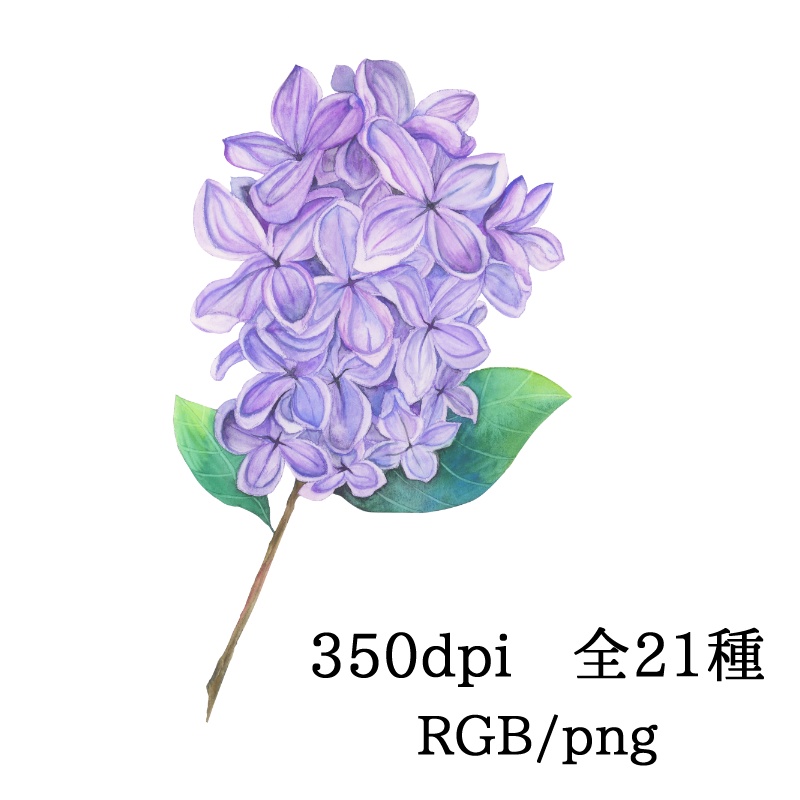 ライラック素材集 そらと花 Booth