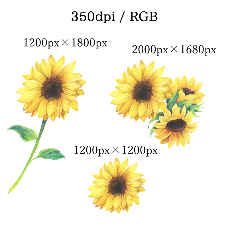 【フリー素材】ヒマワリ