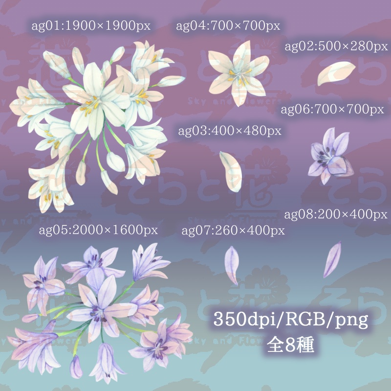 アガパンサス(白、薄紫)