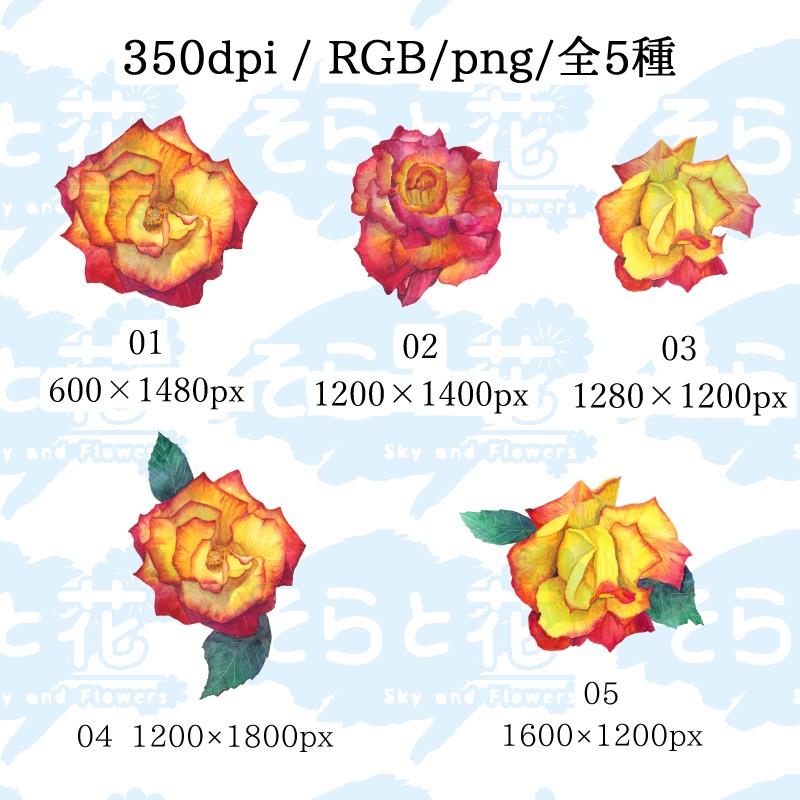 薔薇(チャールストン)