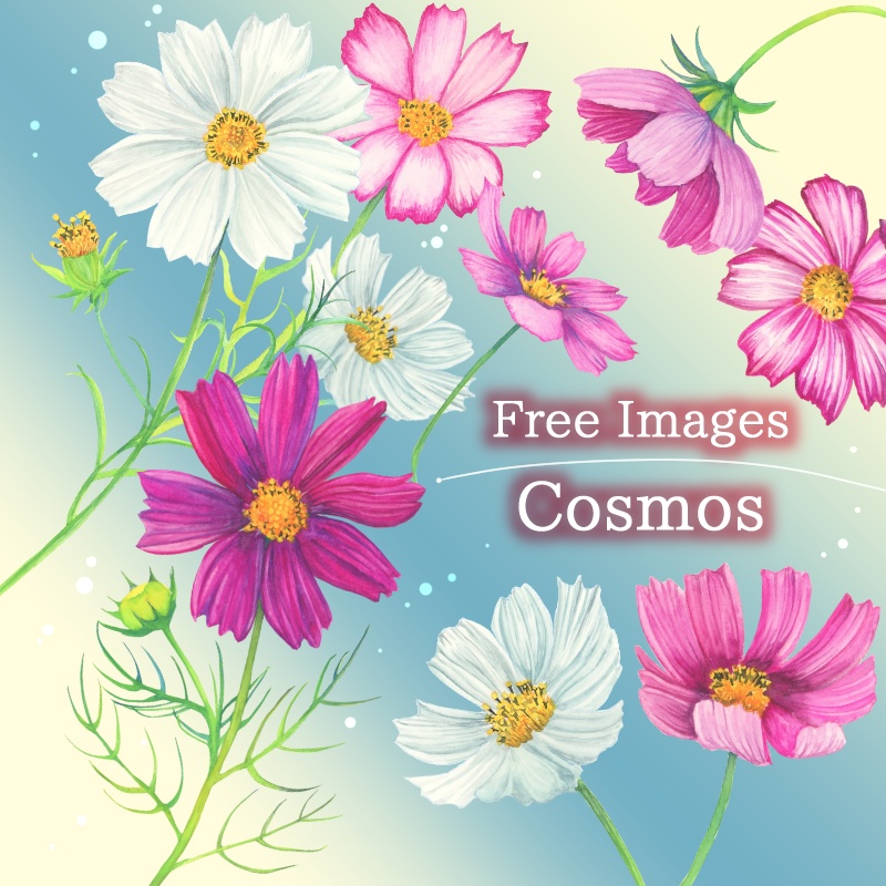 フリー素材 コスモス そらと花 Booth