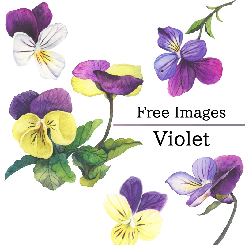 【フリー素材】ビオラ