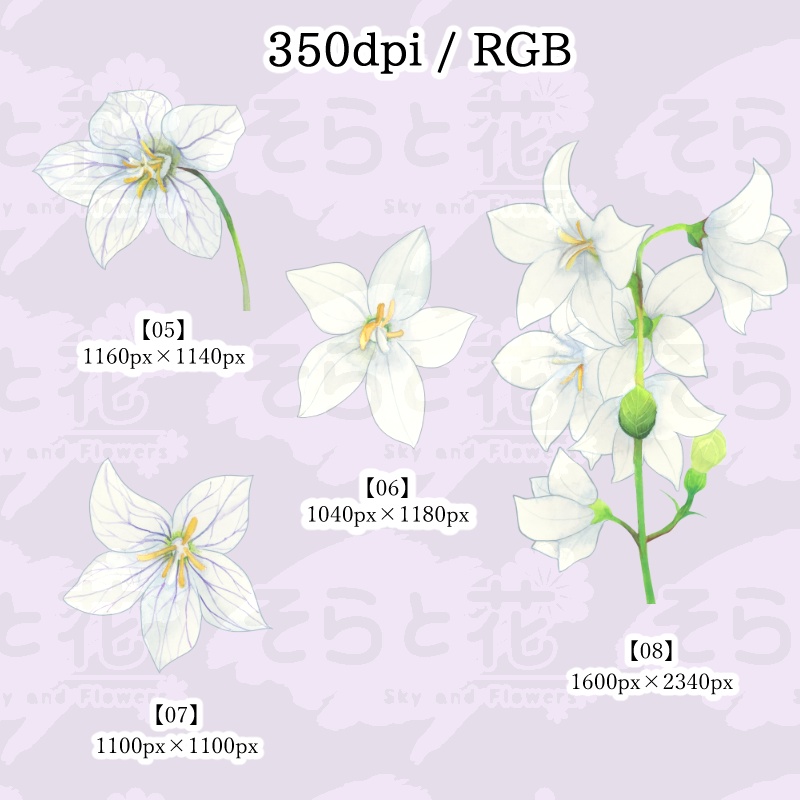 桔梗(キキョウ)