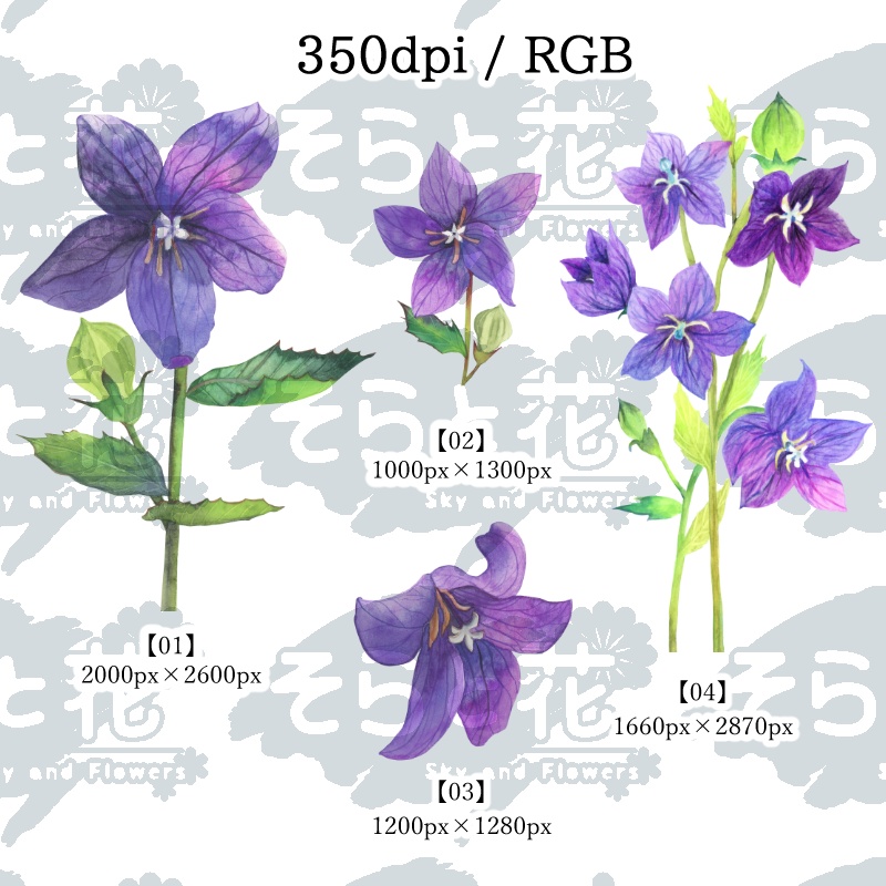 桔梗(キキョウ)