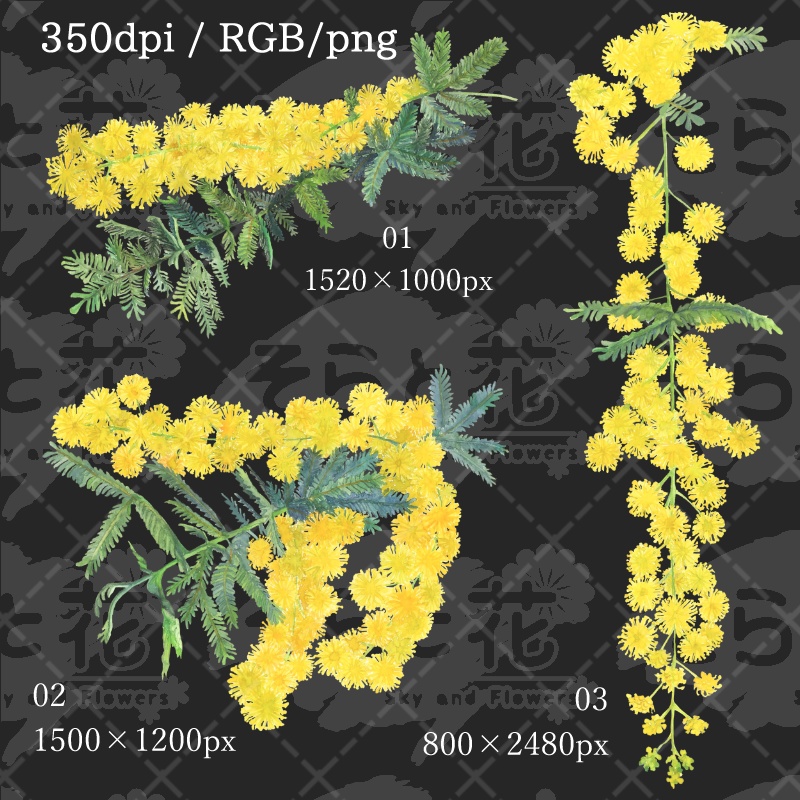 ミモザ(アカシア)
