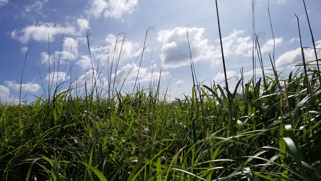 写真素材 : 風景 (草原と丘) フォトバッシュ等にお使いください