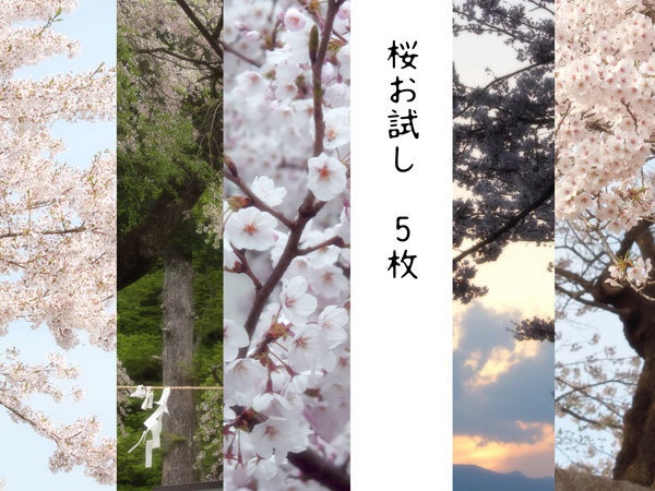 桜お試し5枚