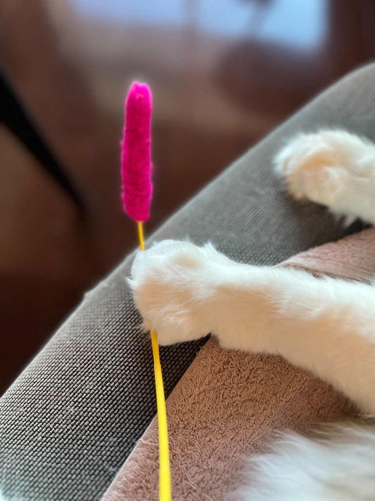 痛い猫じゃらし