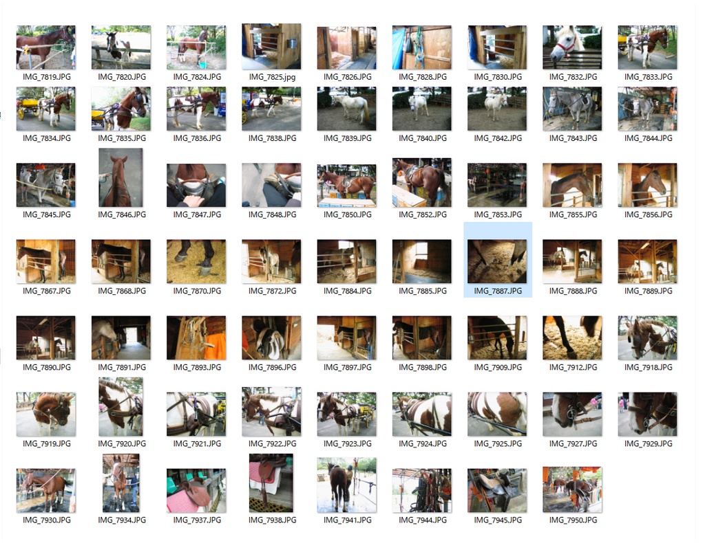 馬 トレス可写真素材