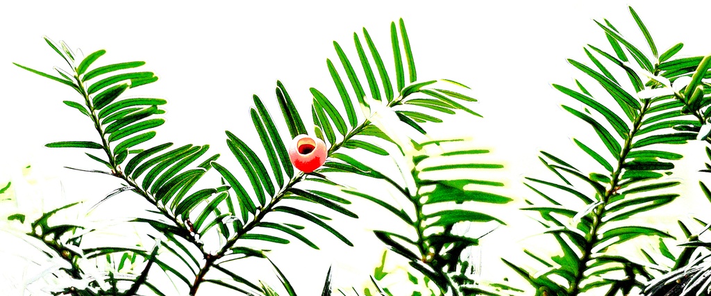 イチイ≪マグカップ≫