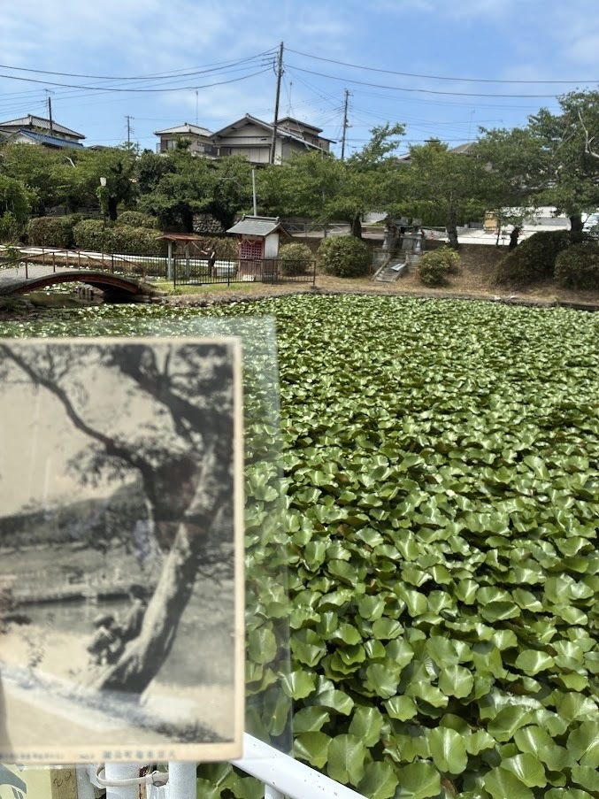 八日市場 繪はがき旅 百年前の絵葉書を片手に