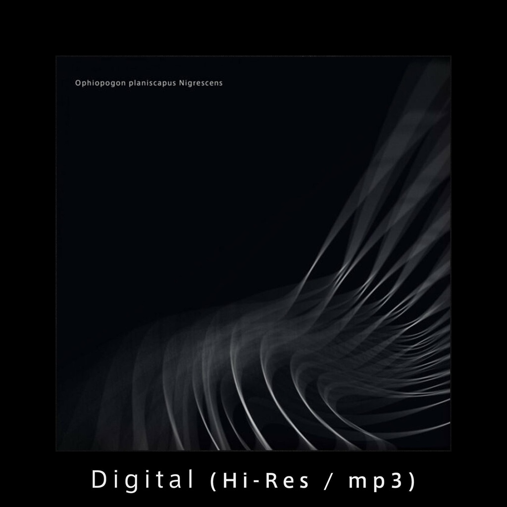 Ophiopogon planiscapus Nigrescens