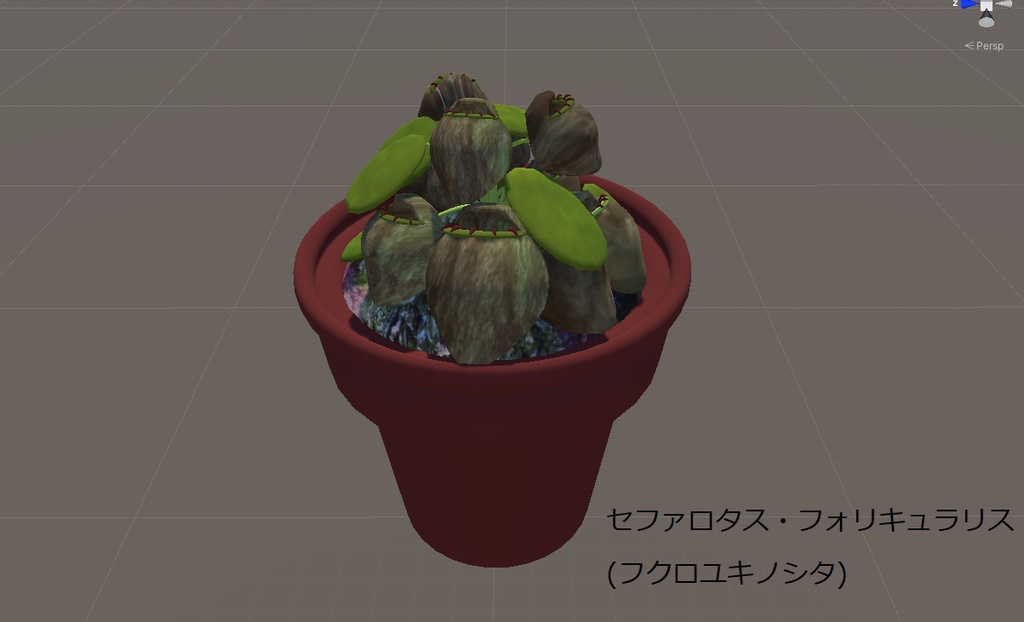 【無料】植物3Dモデル　セファロタス・フォリキュラリス　和名:フクロユキノシタ