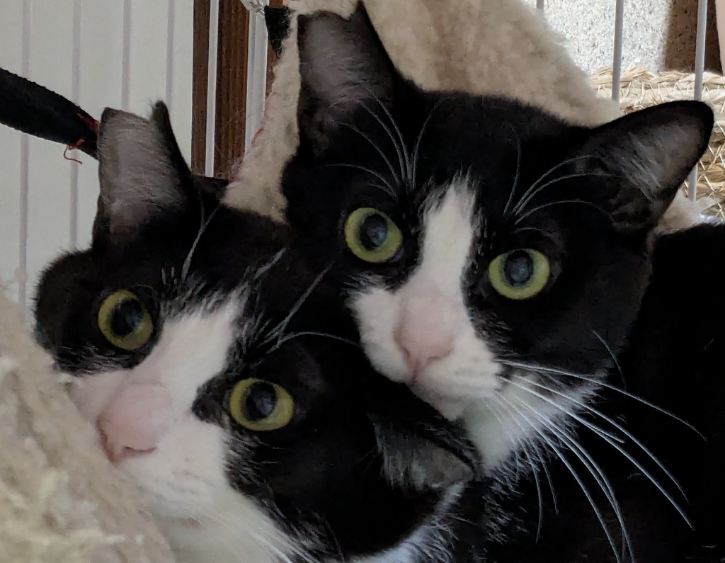 飼い主って猫の下僕よね