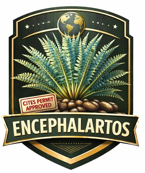 CITESⅠ類 ホリダス種子を 個人で合法的に輸入・実生した全記録 ― ドイツナーセリー × タイ経由/10粒からのリアル実践 ―