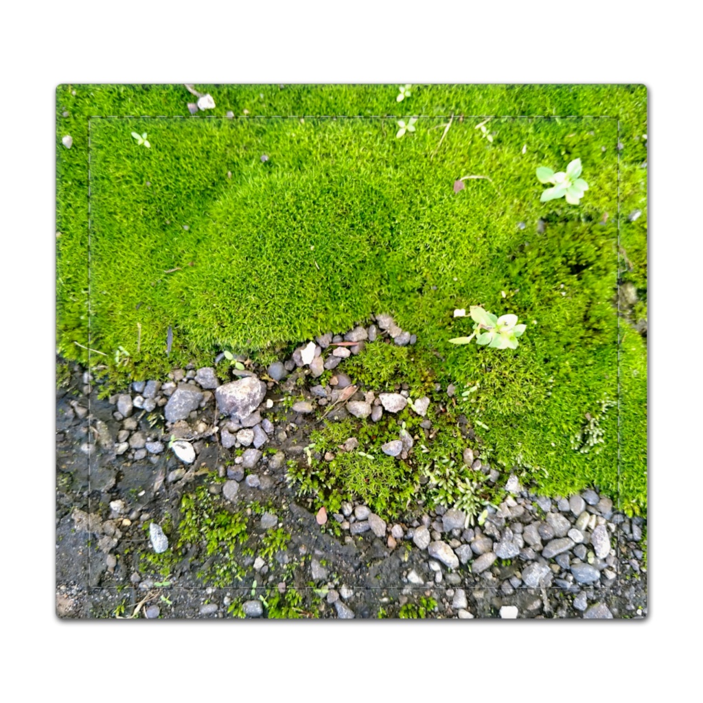 苔の捺印マット - 105 x 95 (mm)