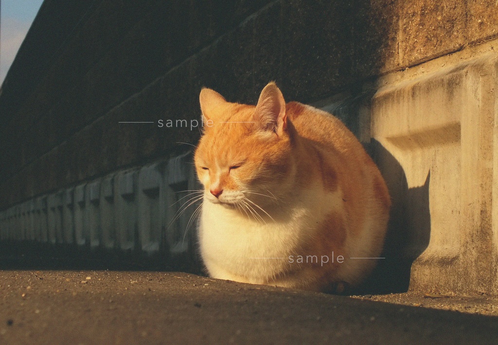 丸めの猫のアクスタ+壁紙