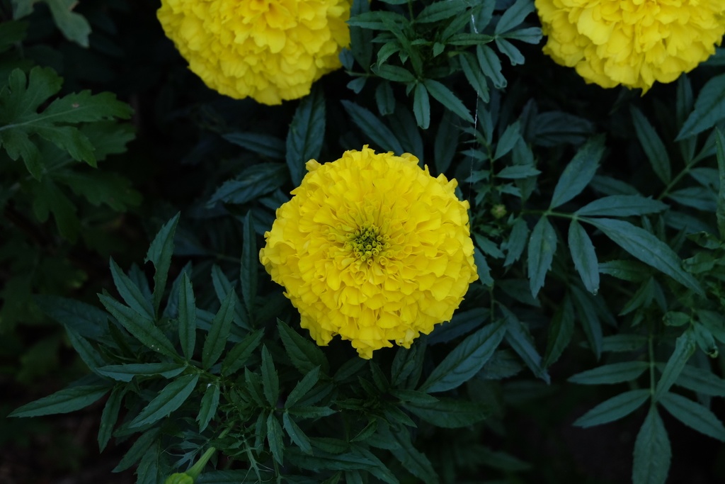 マリーゴールドのiPhoneケース