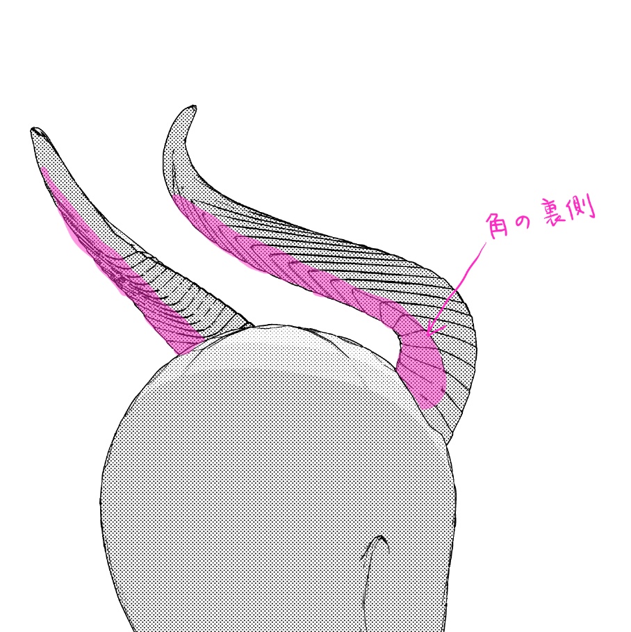 マレウス のツノ