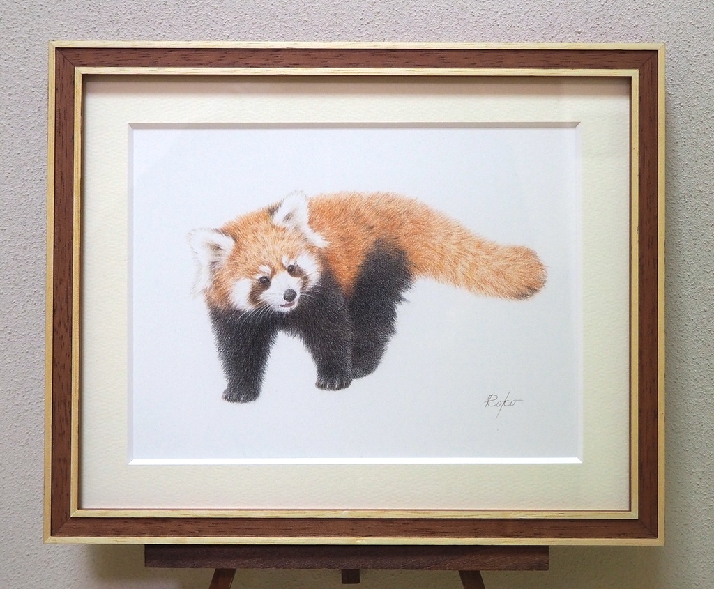 色鉛筆原画『レッサーパンダNK』