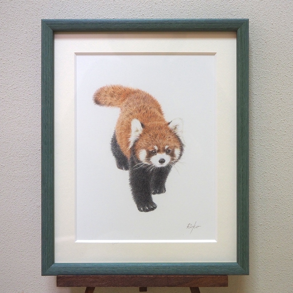 色鉛筆原画『レッサーパンダNL』