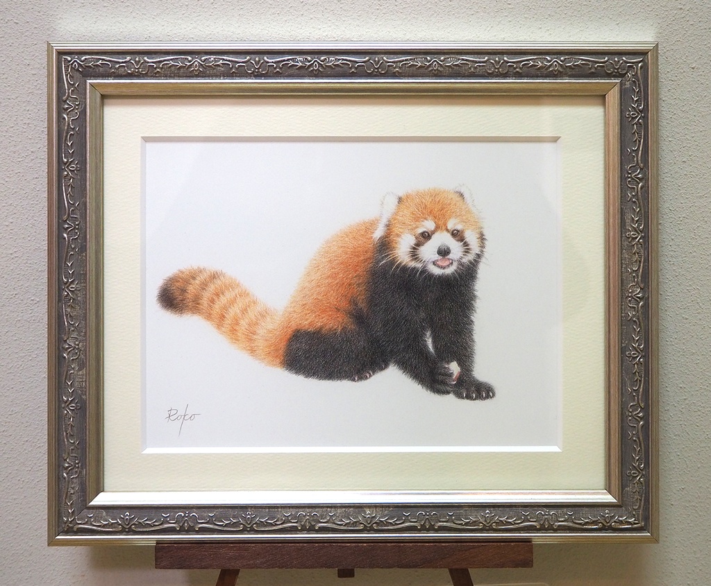 色鉛筆原画『レッサーパンダMC』