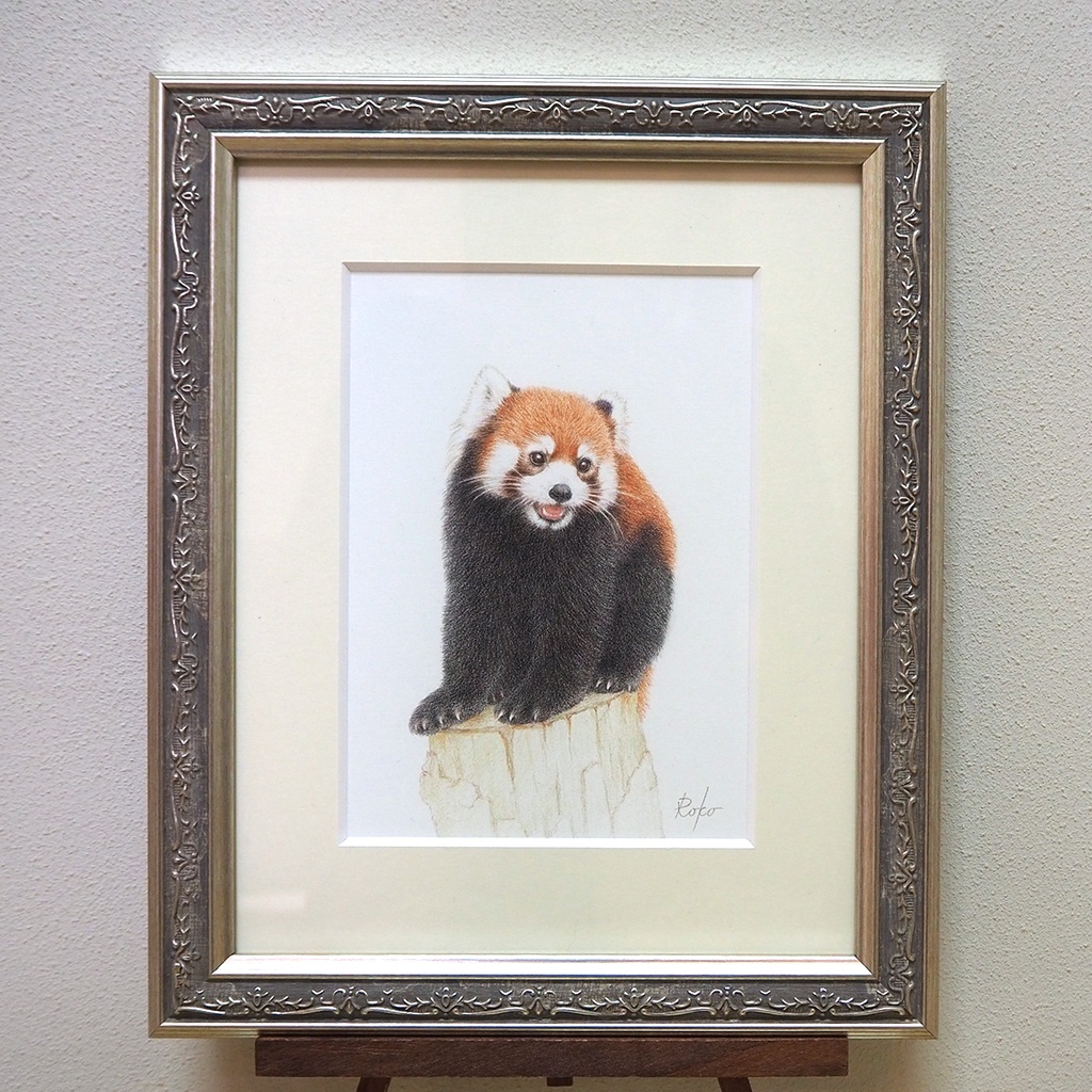 色鉛筆原画『レッサーパンダZM』