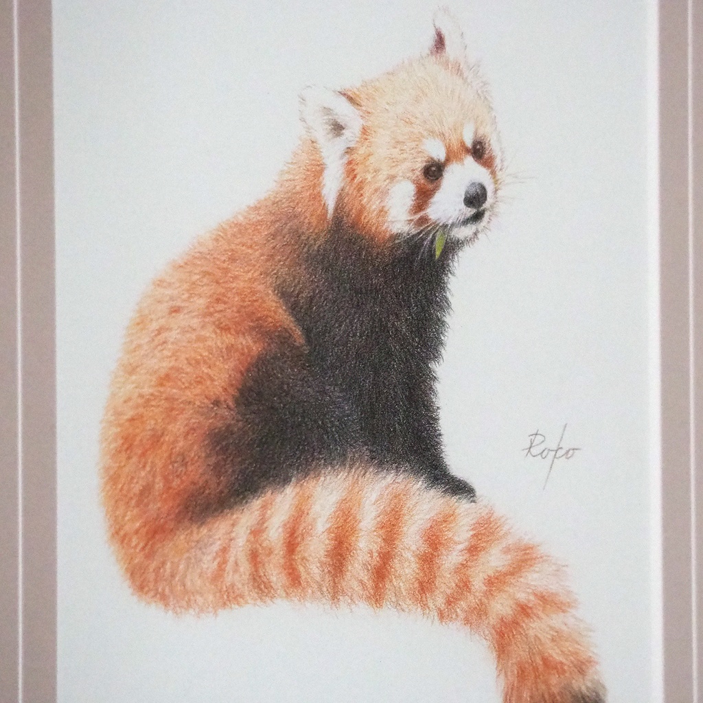 色鉛筆原画『レッサーパンダUR』