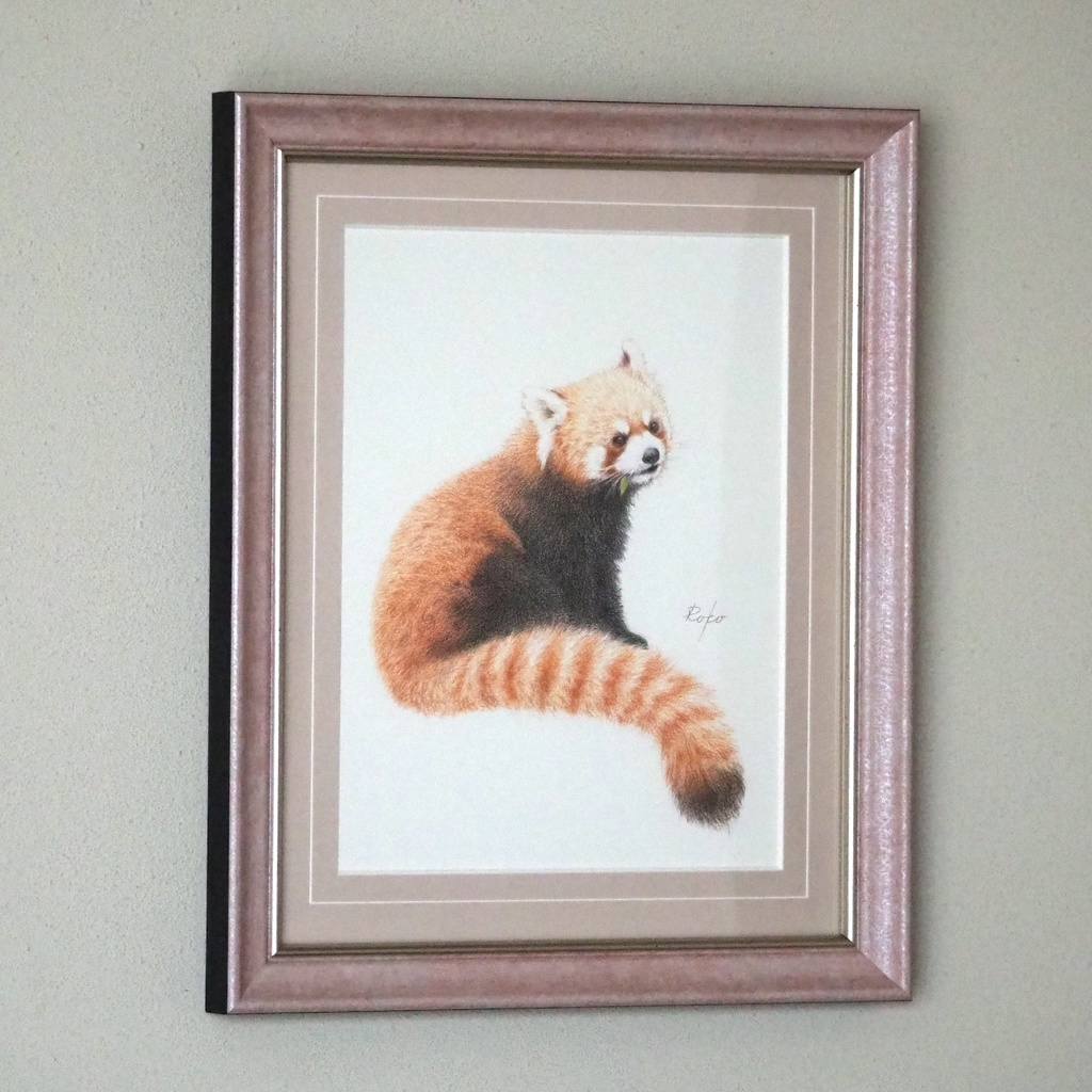 色鉛筆原画『レッサーパンダUR』