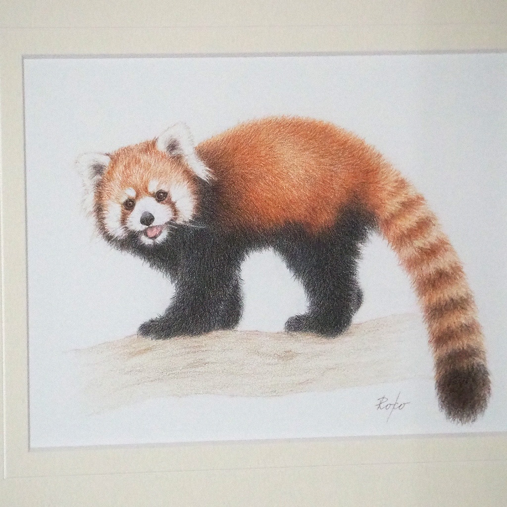 色鉛筆原画『レッサーパンダCA』