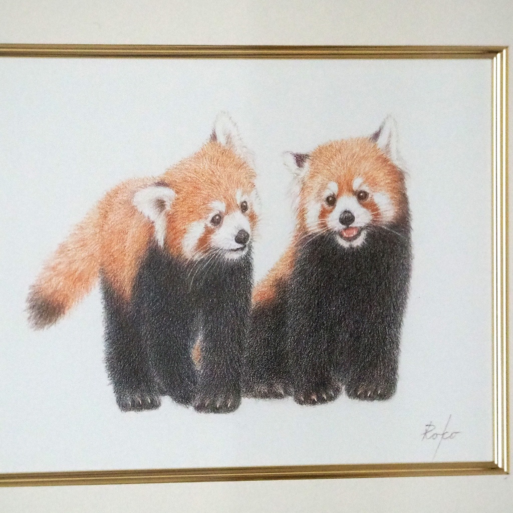 色鉛筆原画『レッサーパンダCK』