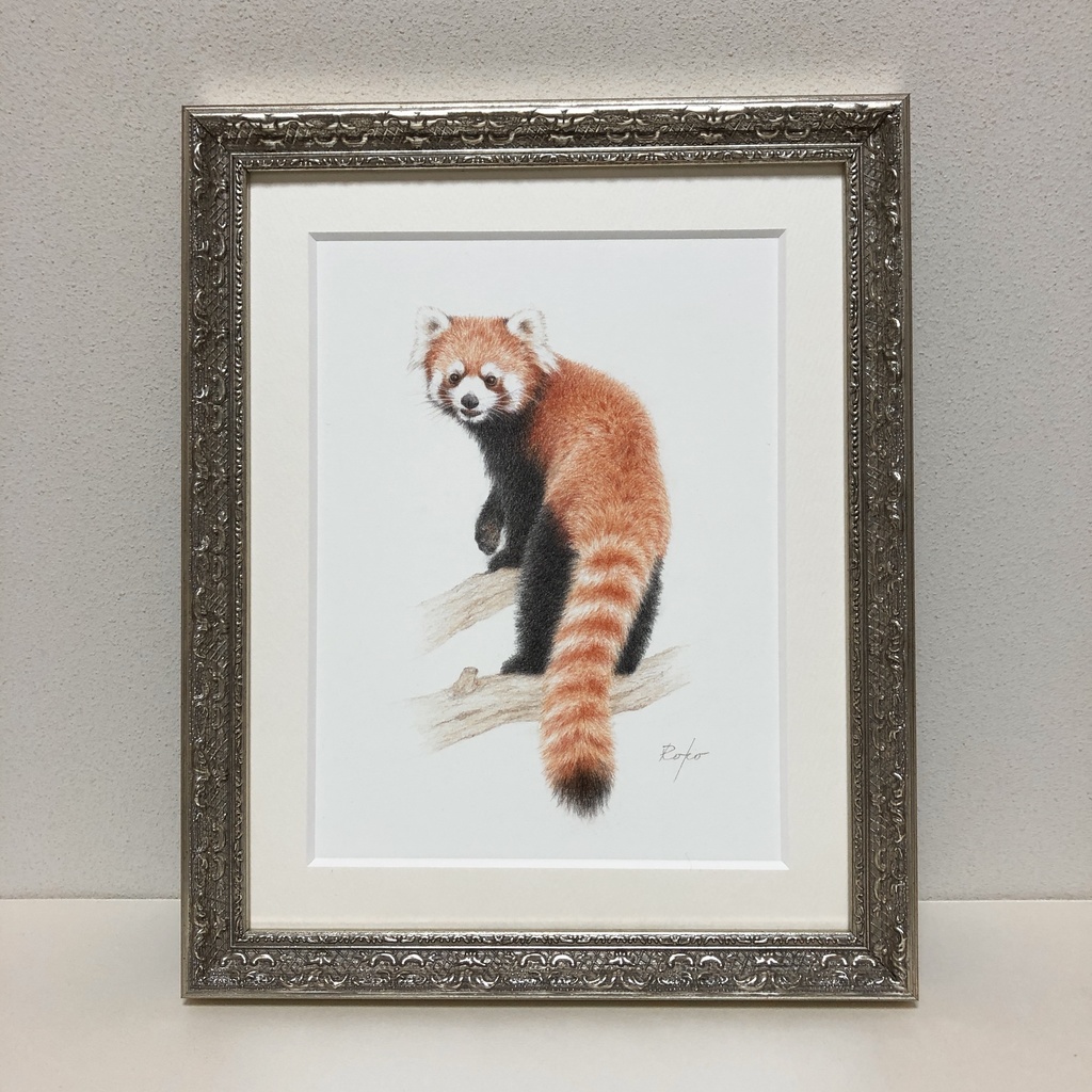色鉛筆原画『レッサーパンダES』