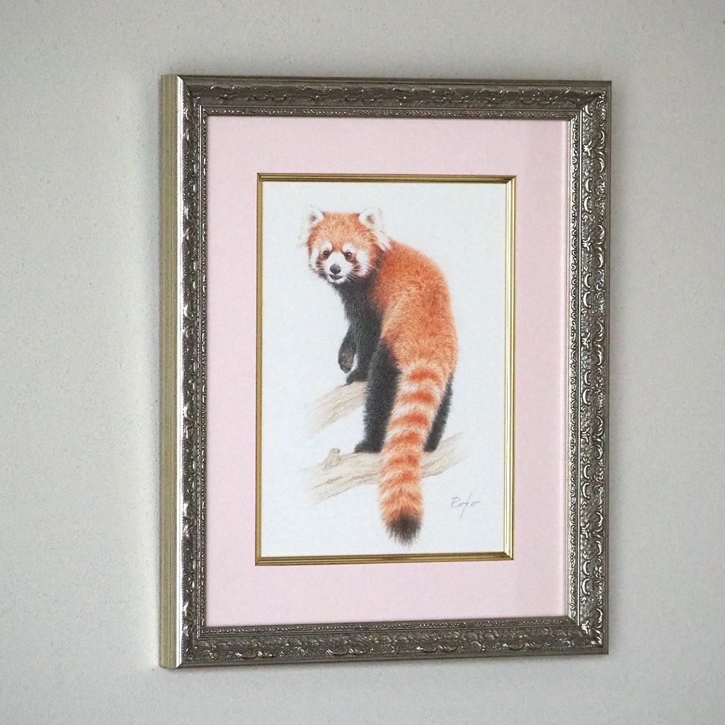 色鉛筆原画『レッサーパンダES』