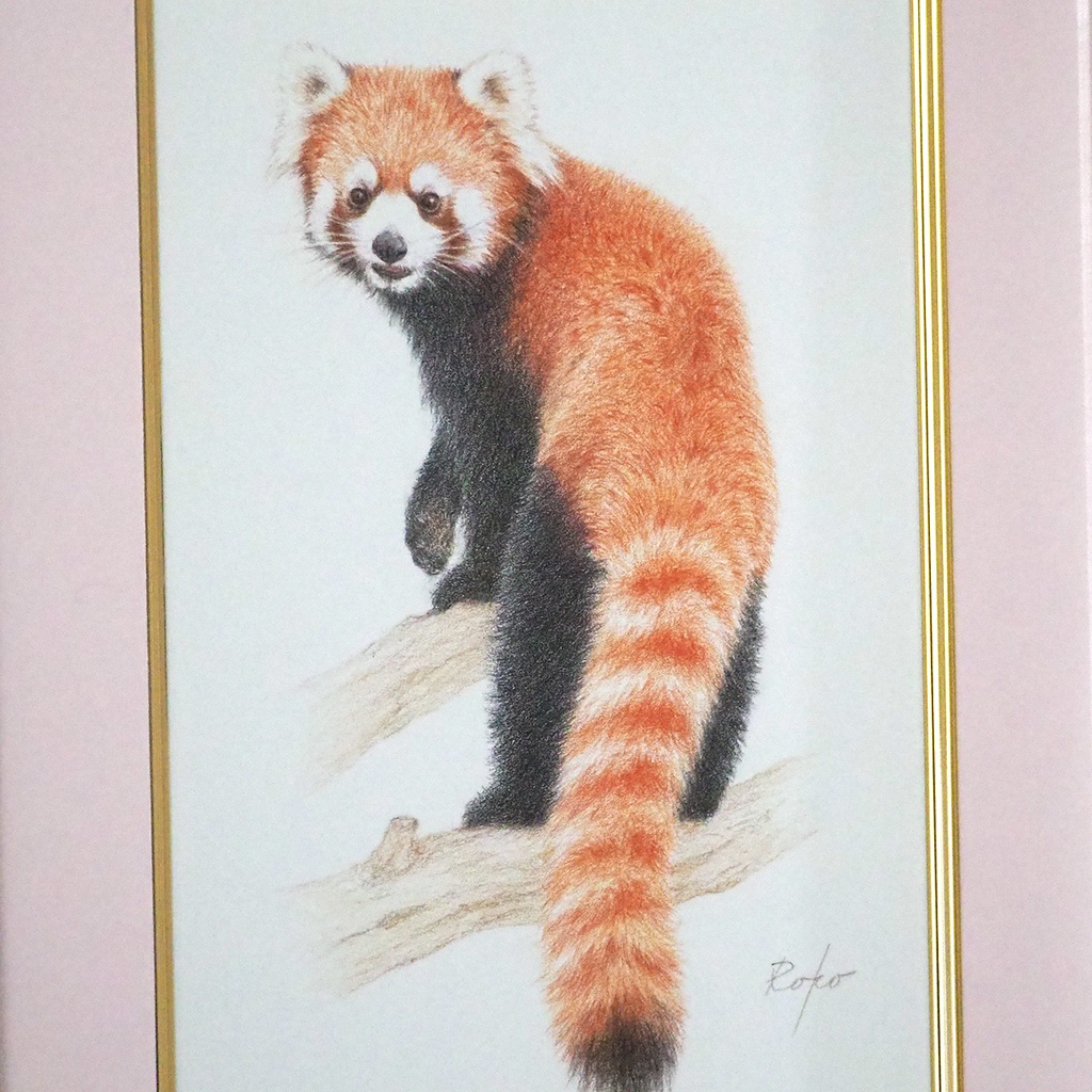 色鉛筆原画『レッサーパンダES』