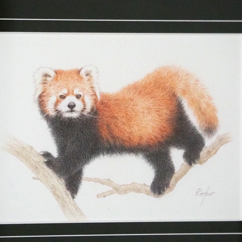 色鉛筆原画『レッサーパンダNM』