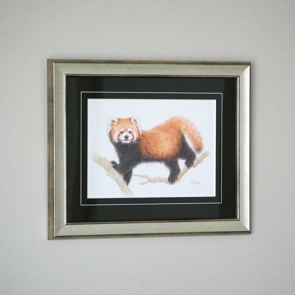 色鉛筆原画『レッサーパンダNM』