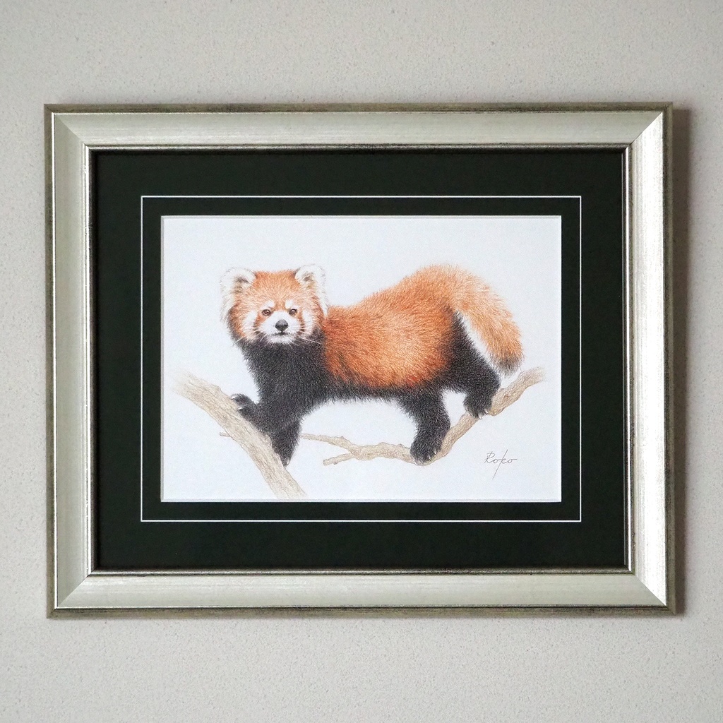 色鉛筆原画『レッサーパンダNM』