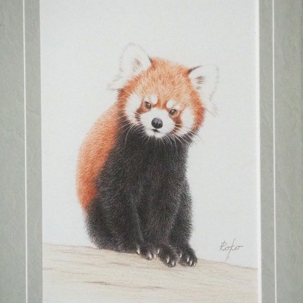 色鉛筆原画『レッサーパンダNT』