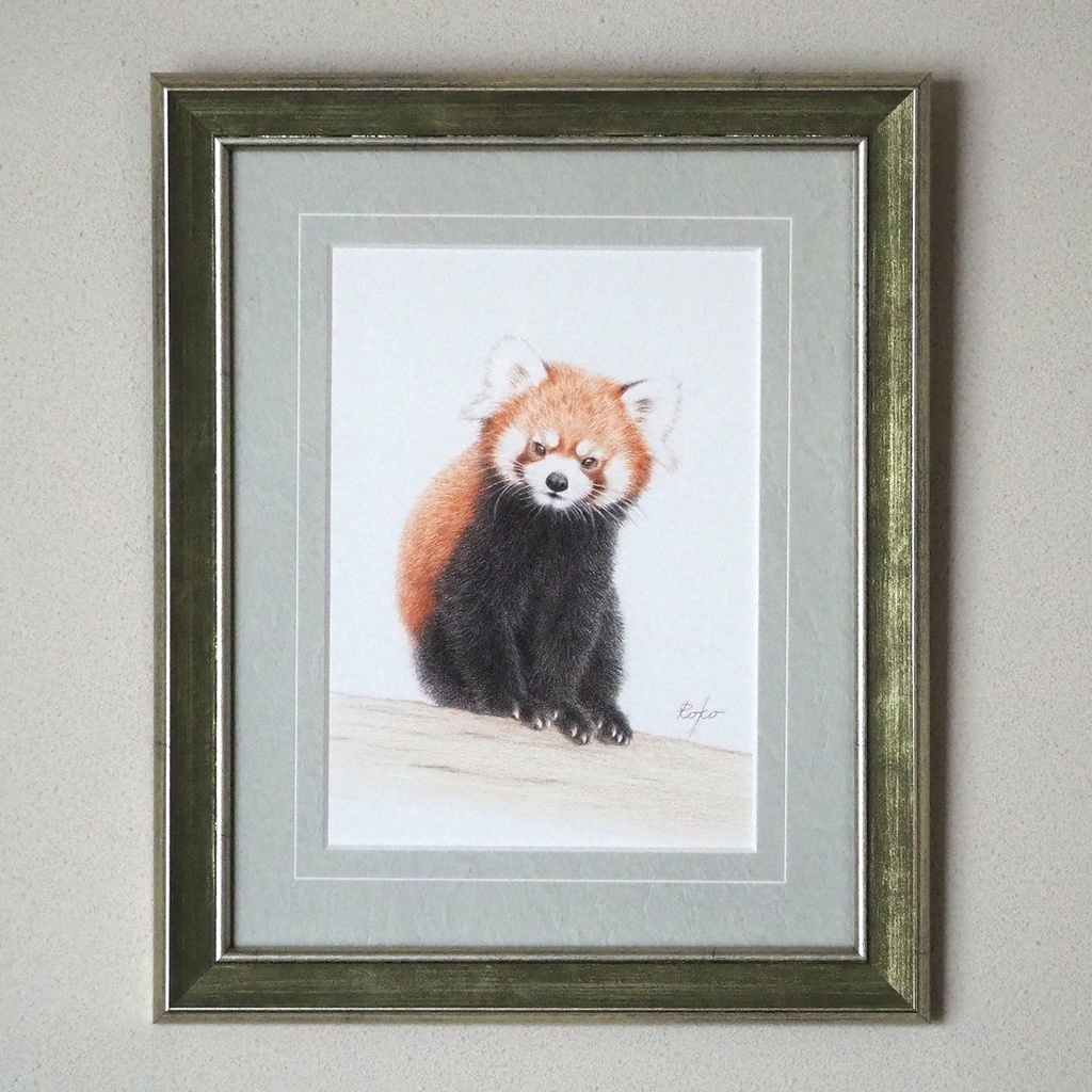 色鉛筆原画『レッサーパンダNT』