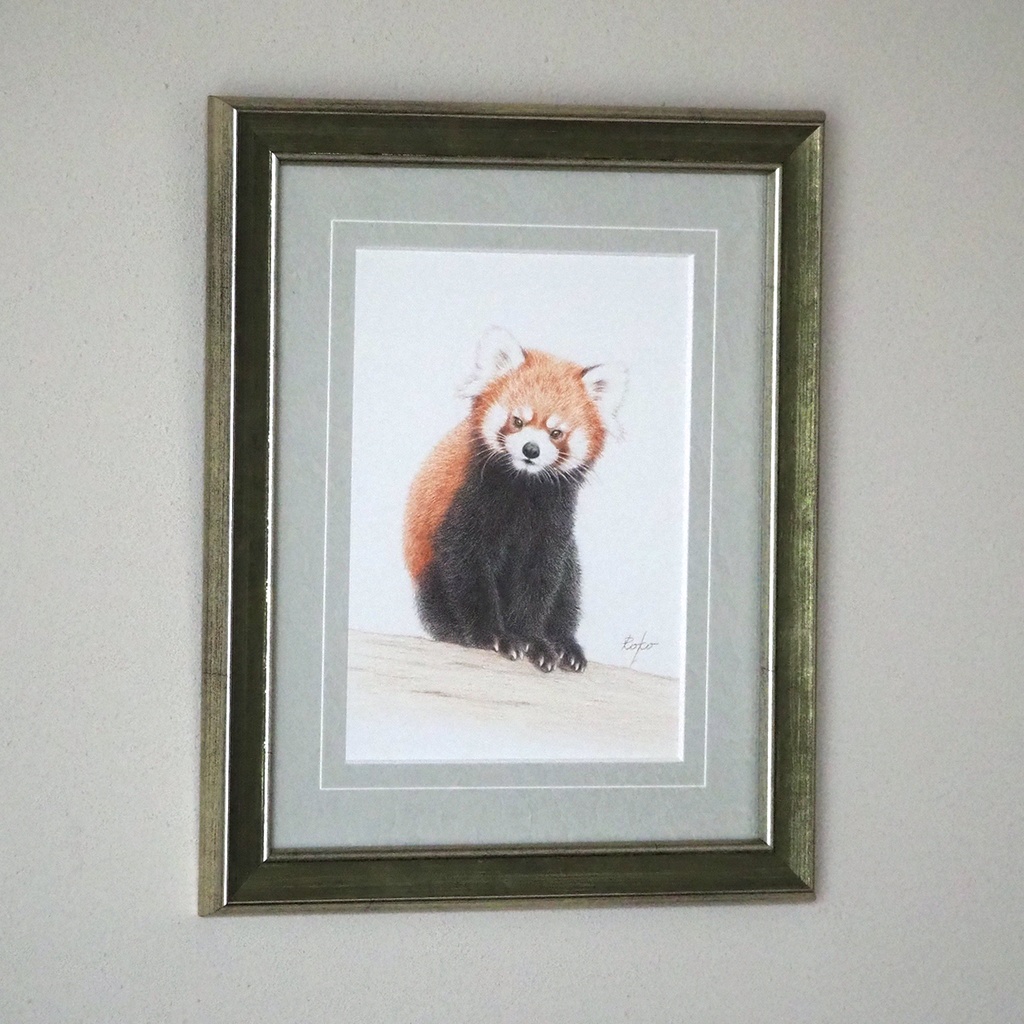 色鉛筆原画『レッサーパンダNT』