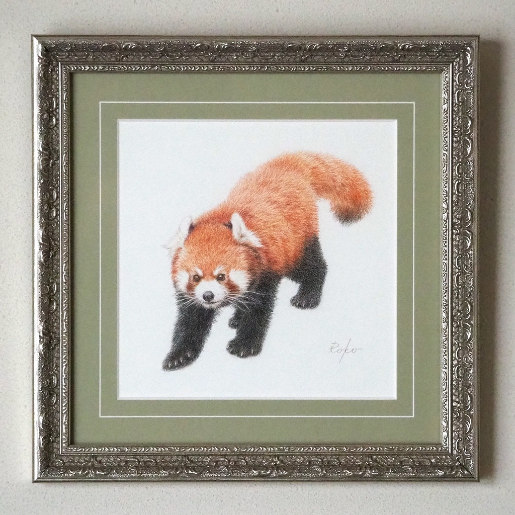 色鉛筆原画『レッサーパンダTC』