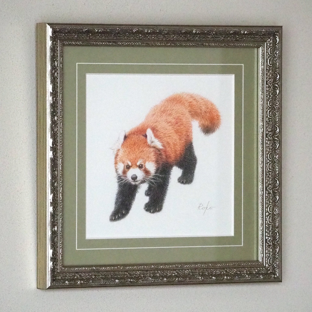 色鉛筆原画『レッサーパンダTC』