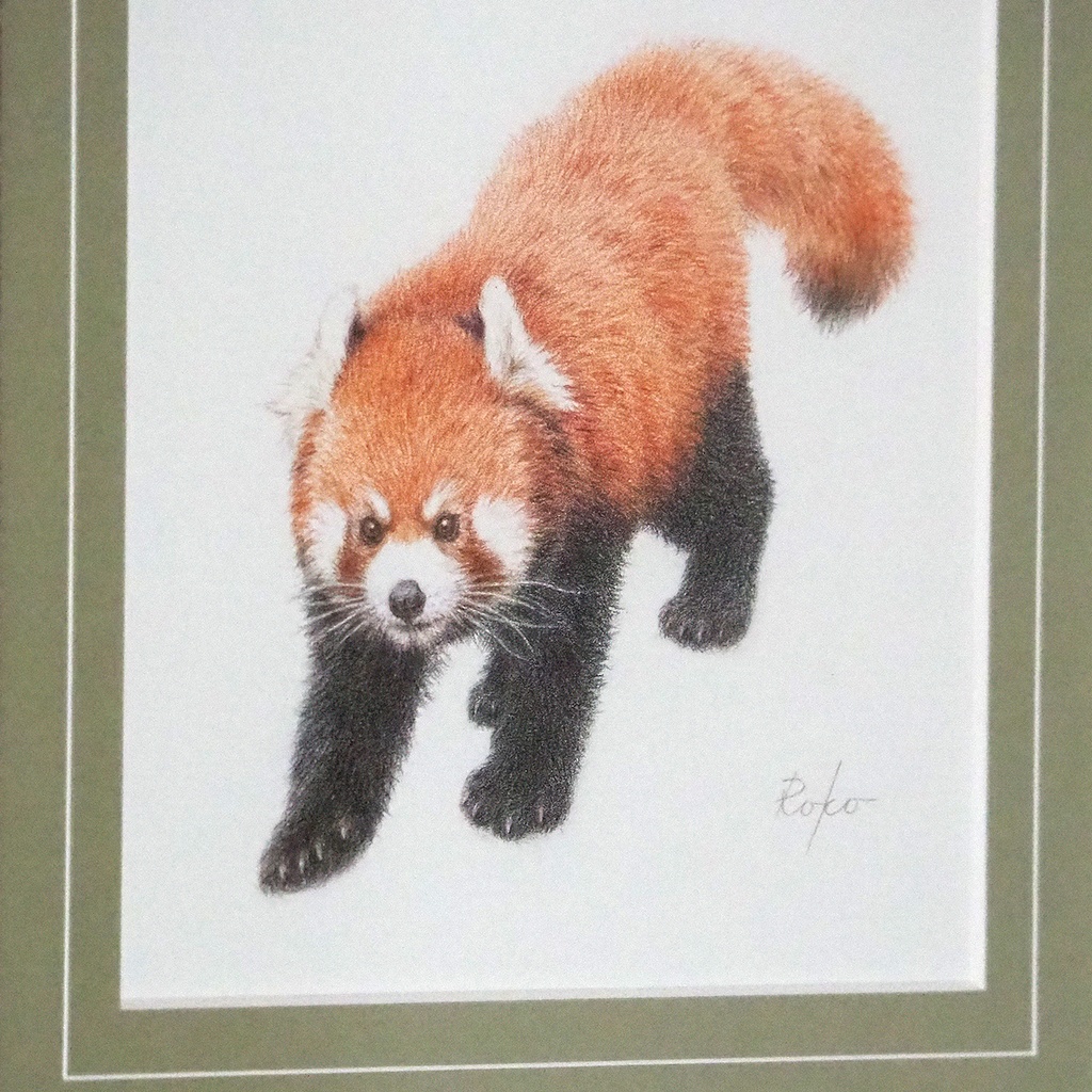 色鉛筆原画『レッサーパンダTC』