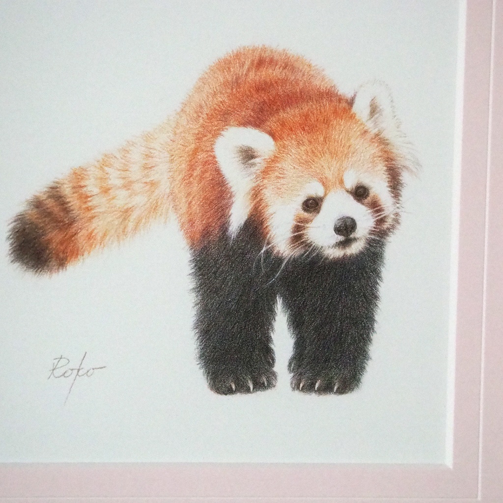 色鉛筆原画『レッサーパンダHT』