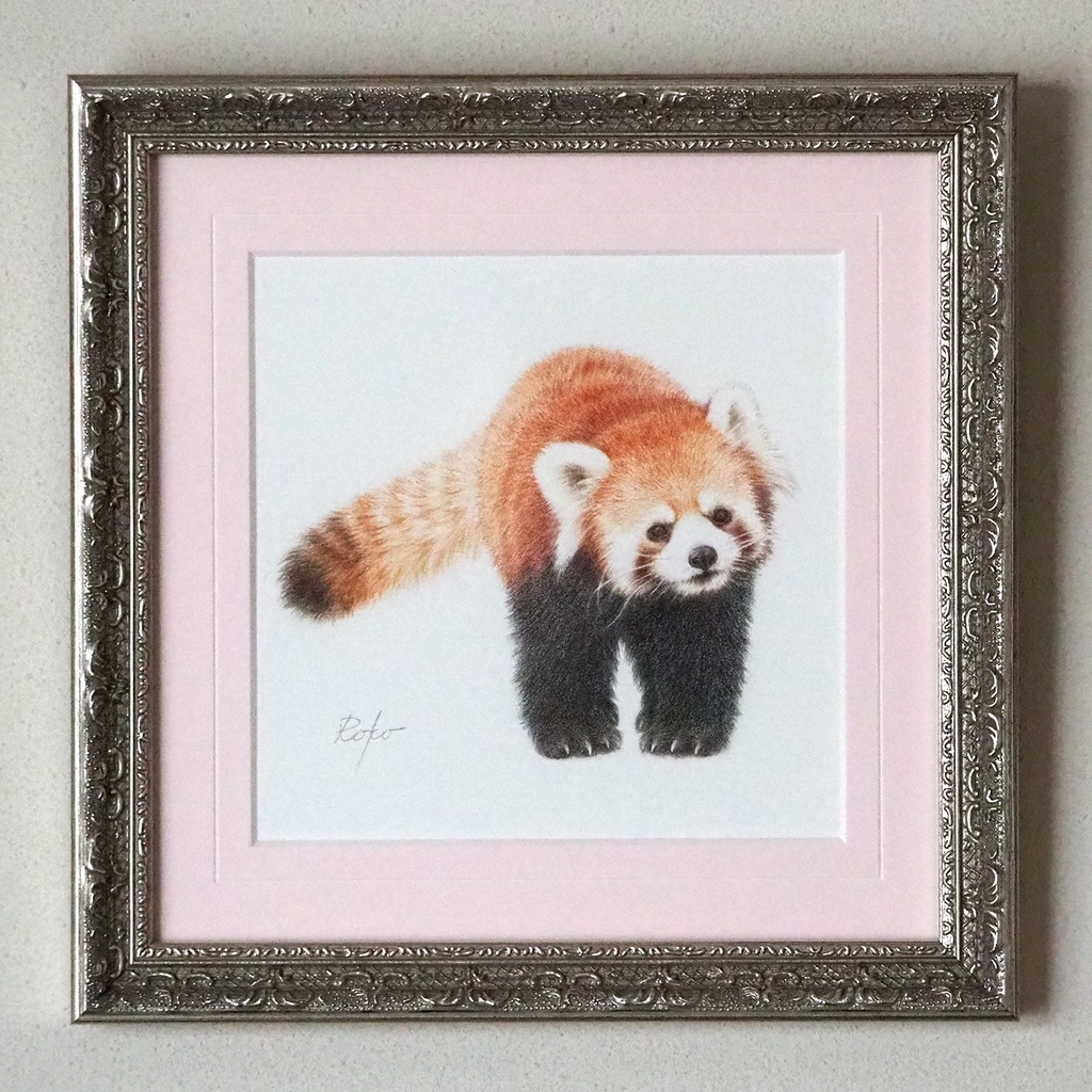 色鉛筆原画『レッサーパンダHT』