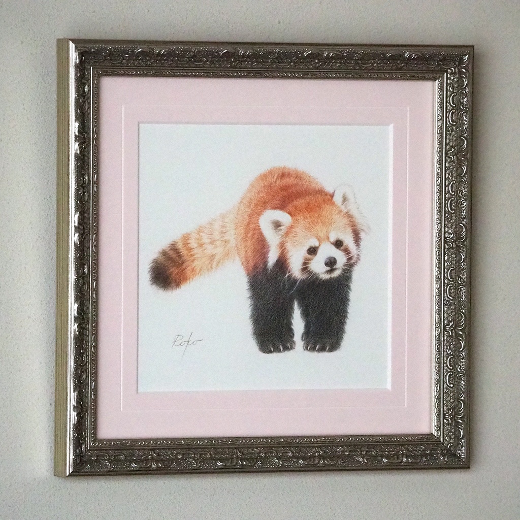 色鉛筆原画『レッサーパンダHT』