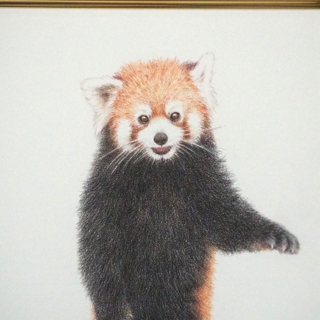 色鉛筆原画『レッサーパンダHD』