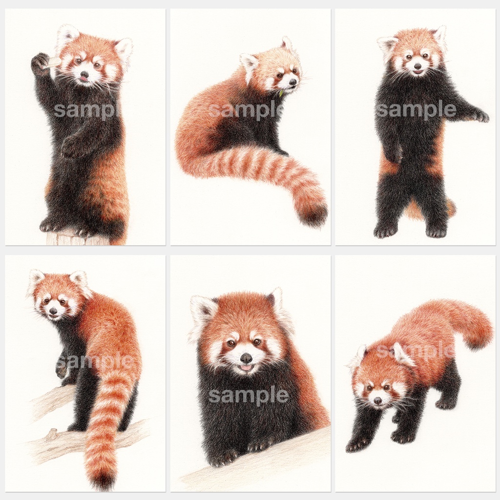 レッサーパンダポストカードブック4