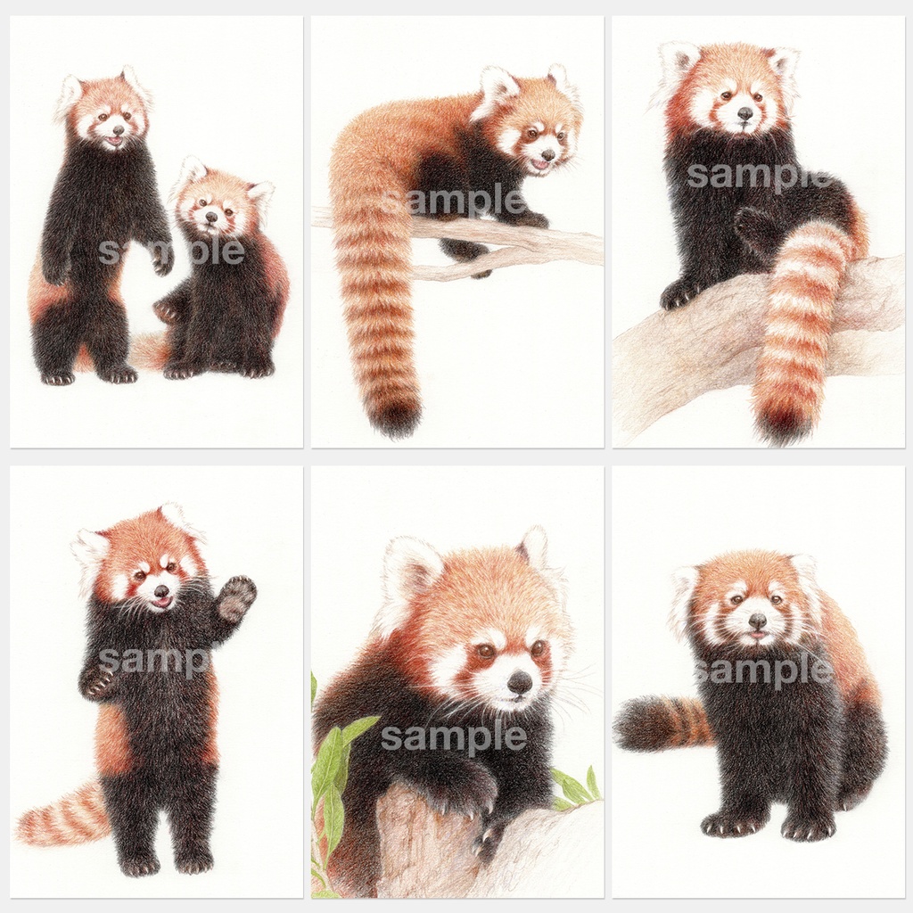 レッサーパンダポストカードブック4